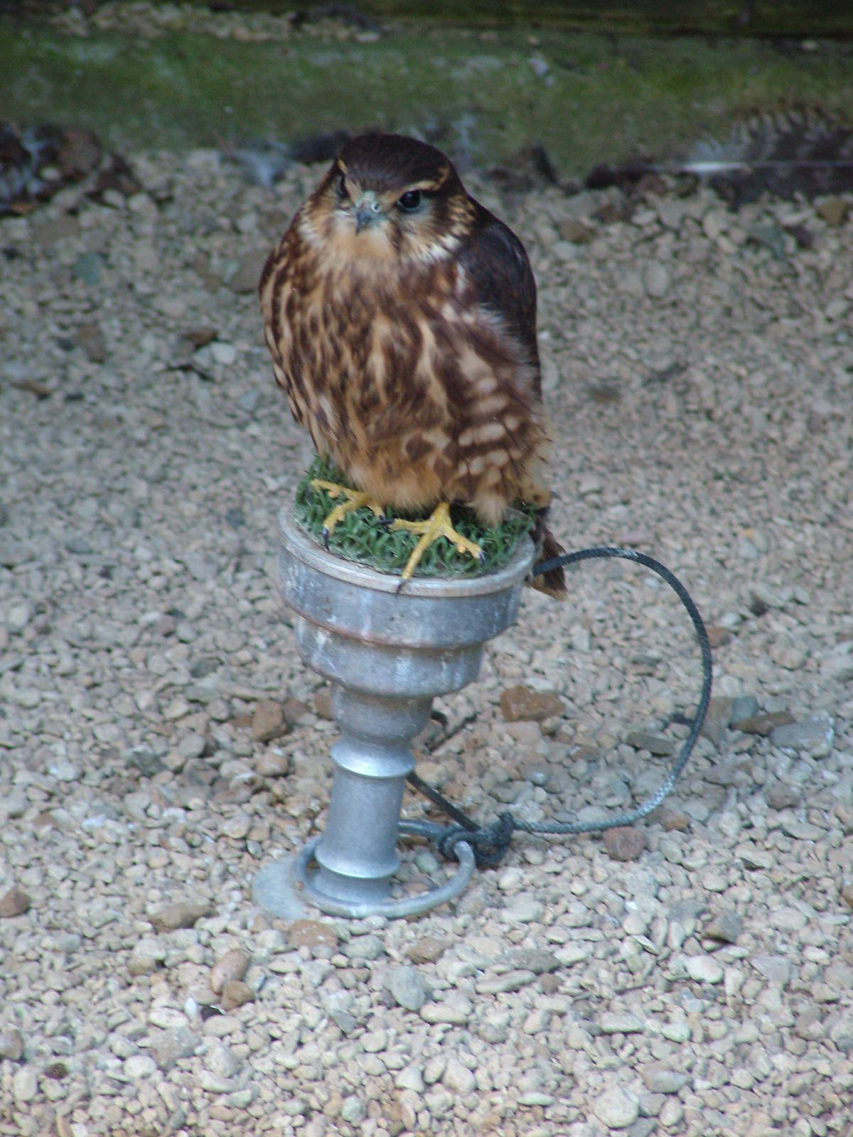 Merlin at Cotswold Falconry 20/09/09