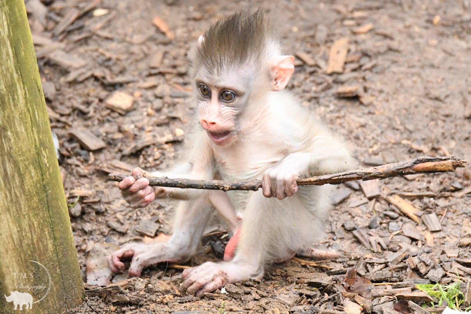 Merlin Baby Mandrill born 31st October 2020