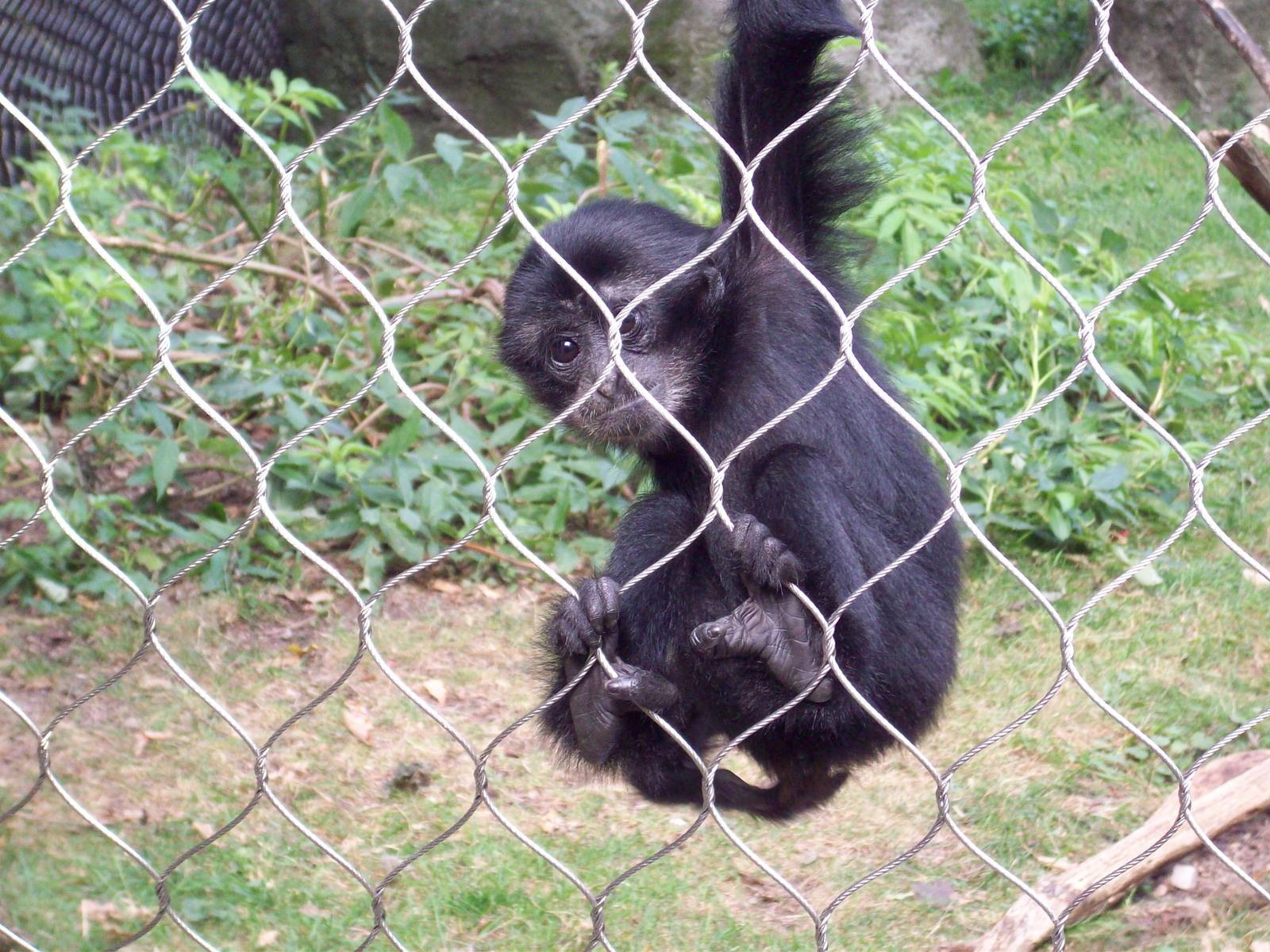Merlin: Baby Siamang