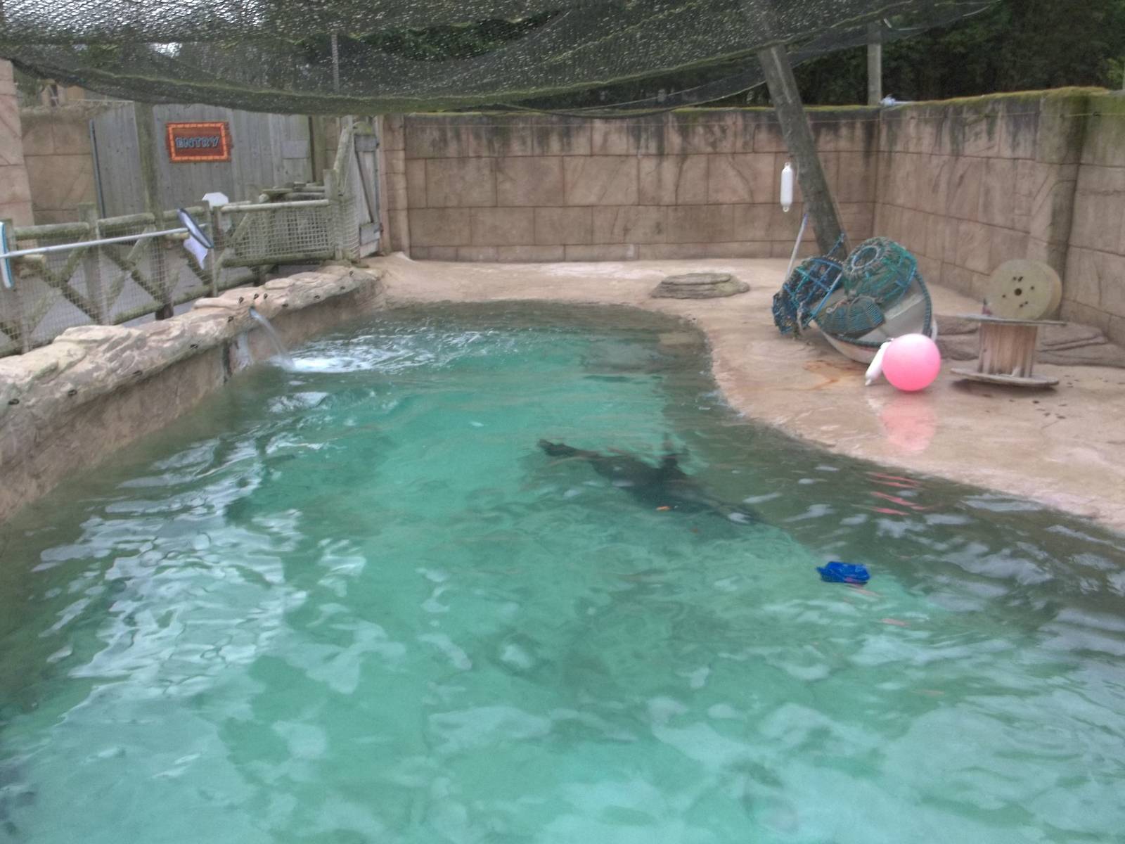 Merlin in the saltwater poll, 22nd December 2014