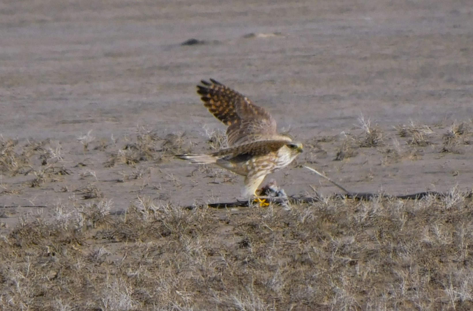 Merlin(prarie)-Bear River Migratory Bird Refuge-UT