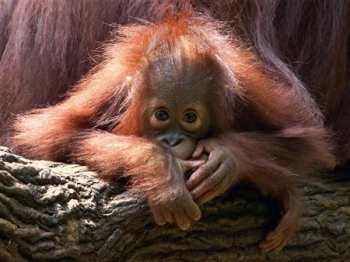 Merlin, Singapore Zoo
