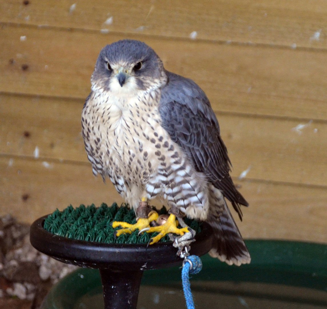 Merlin x Peregrine falcon Hybrid