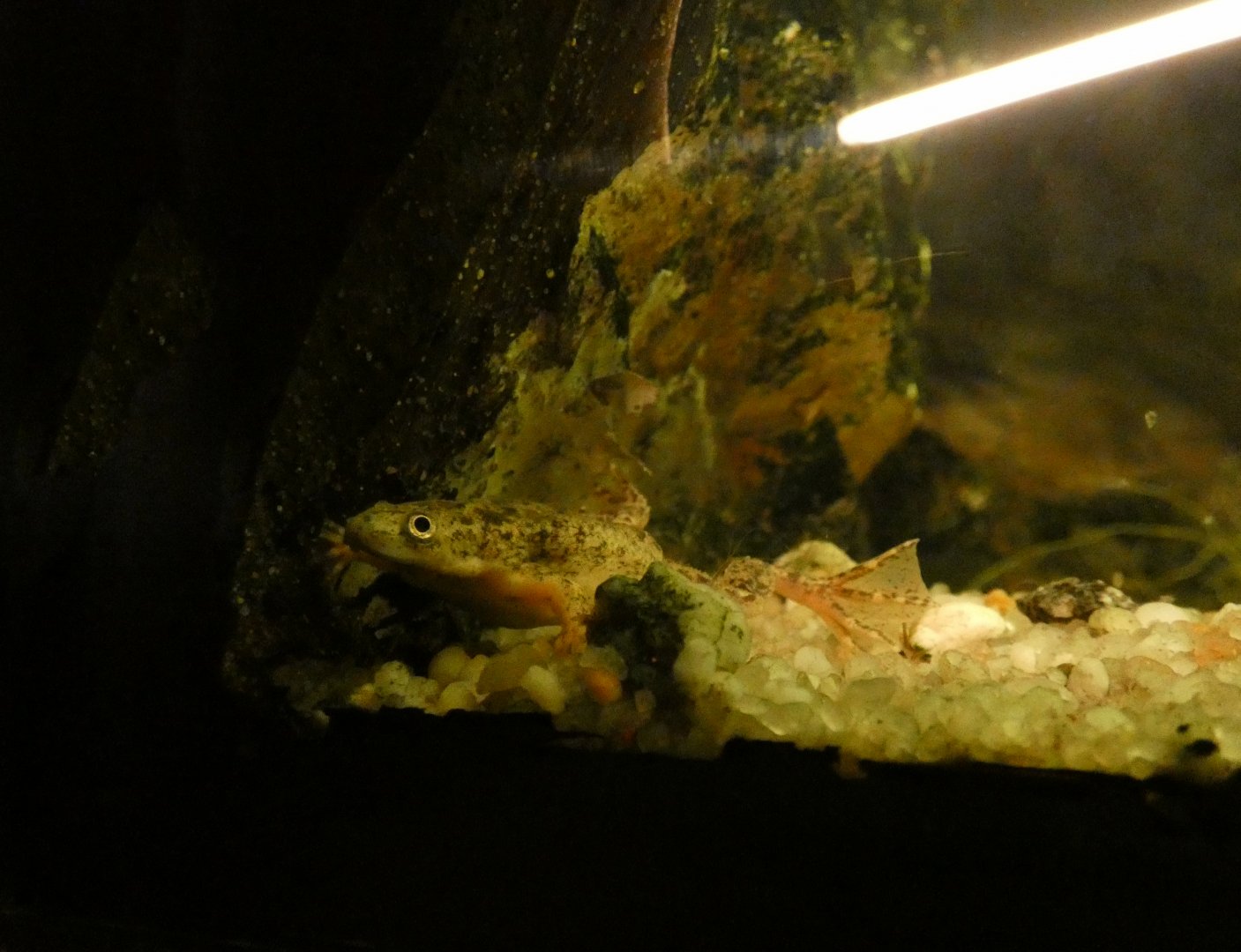 Merlin’s clawed frog