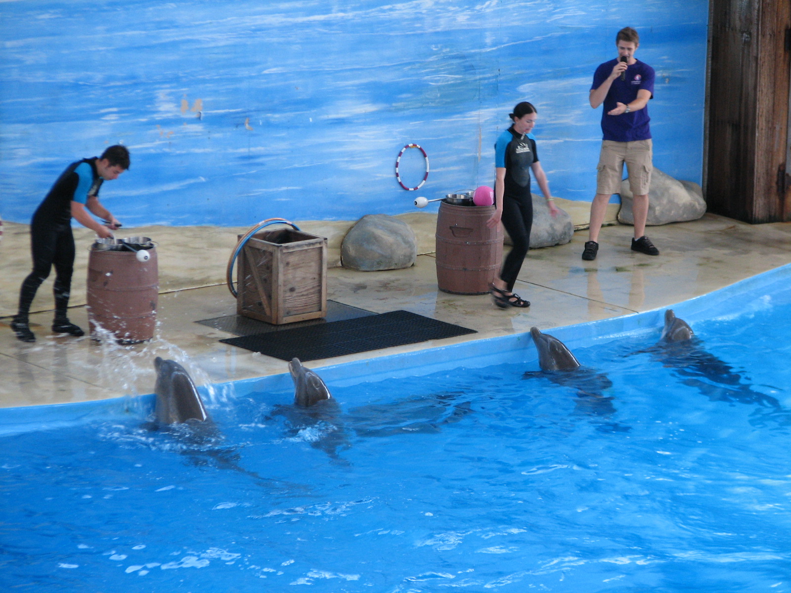 Merlins Dolphin Harbor - Bottlenose Dolphins