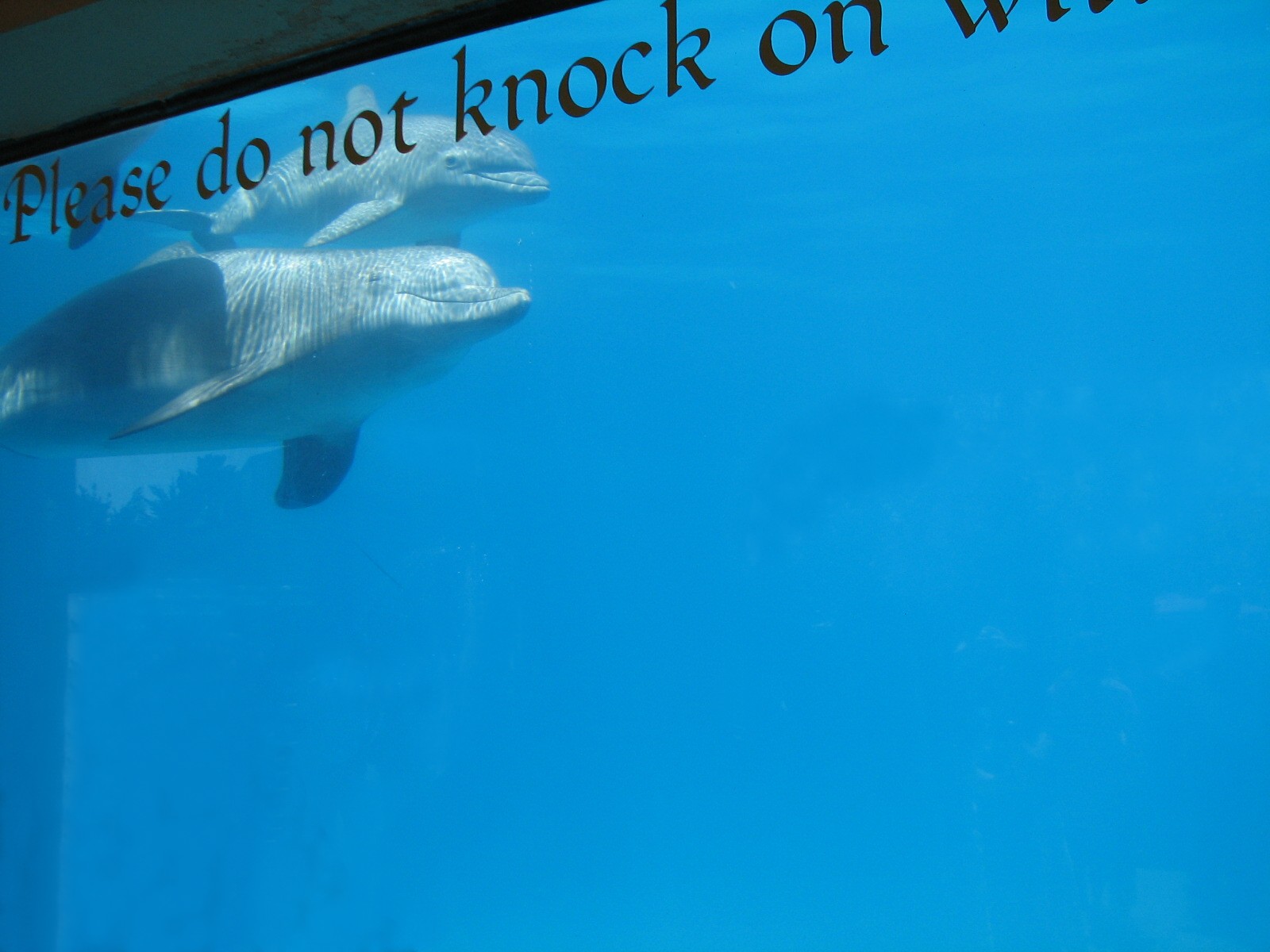 Merlins Dolphin Harbor - Holding Pool Bottlenose Dolphin and Baby
