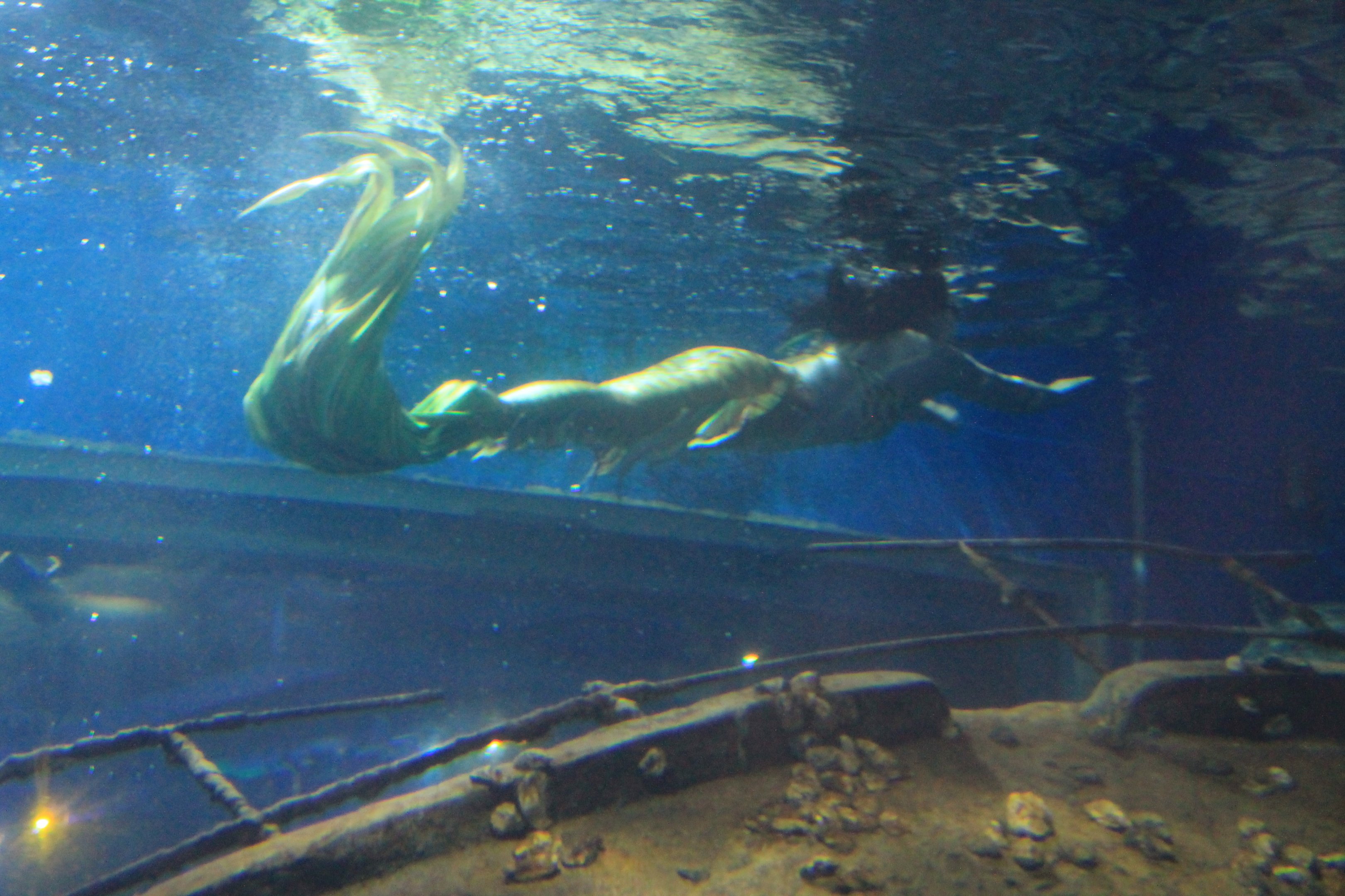 Mermaid at Fantasy Aquarium, Xi'an