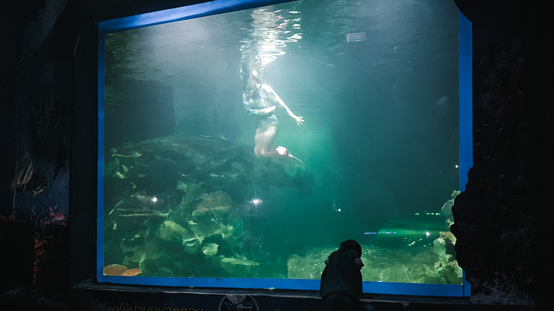 Mermaid in the shark tank