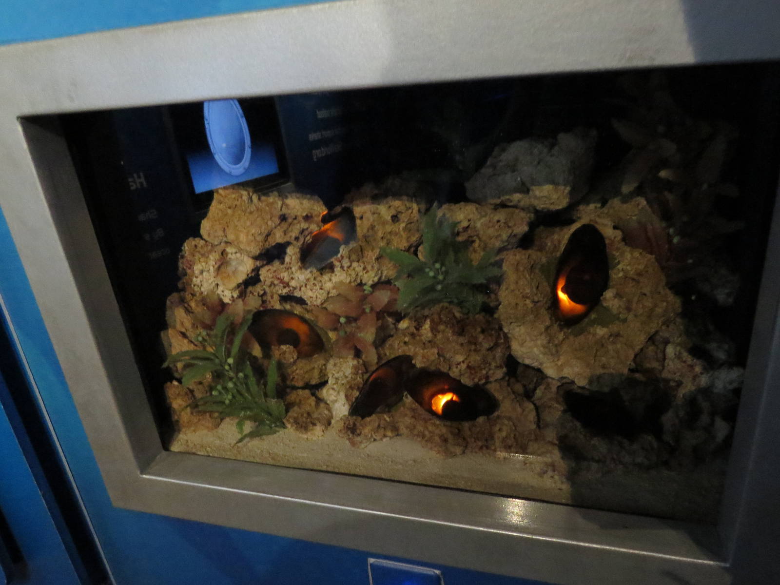 Mermaid's purse exhibit, March 2015