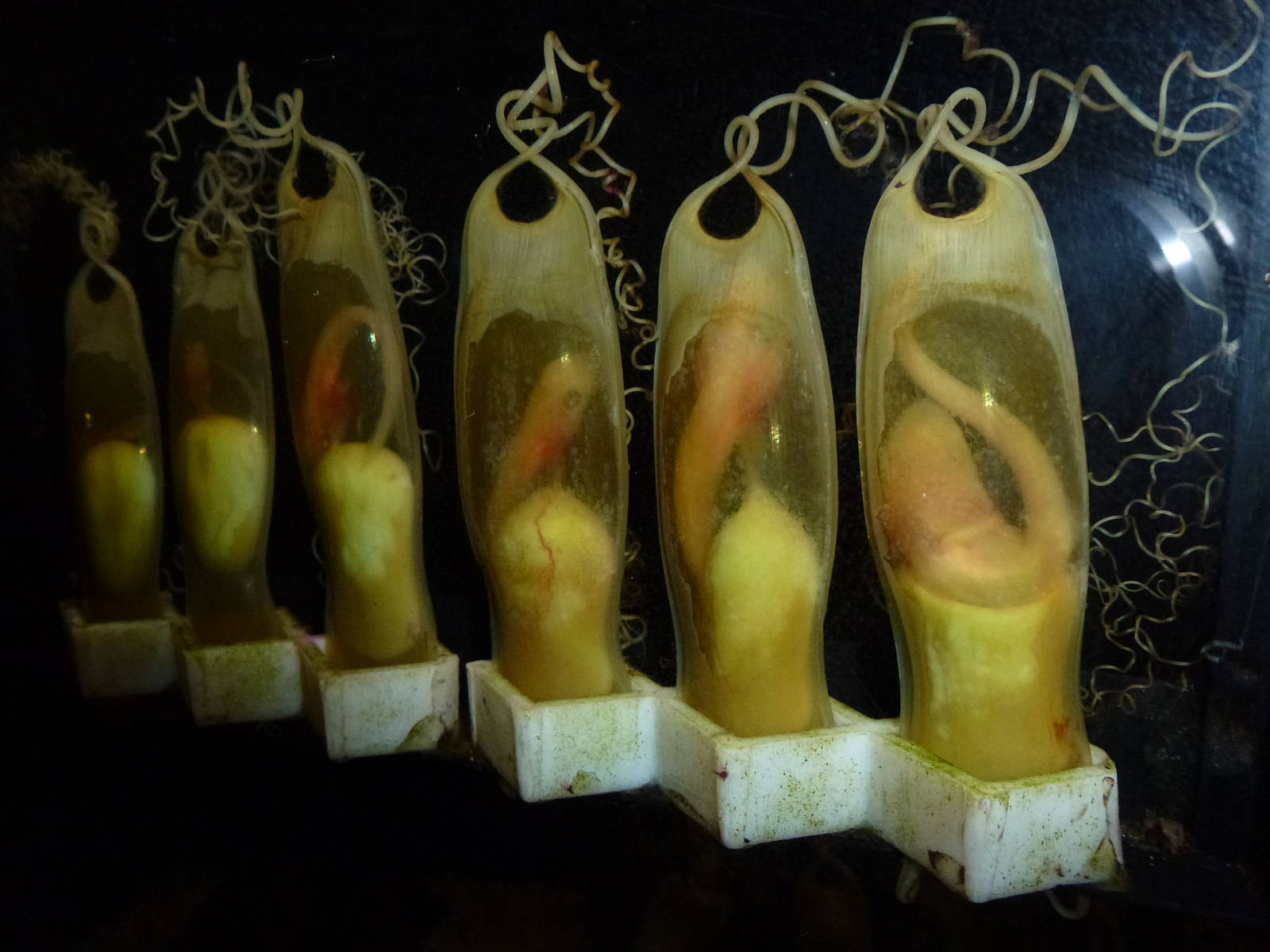 Mermaids' purses, November 2013.