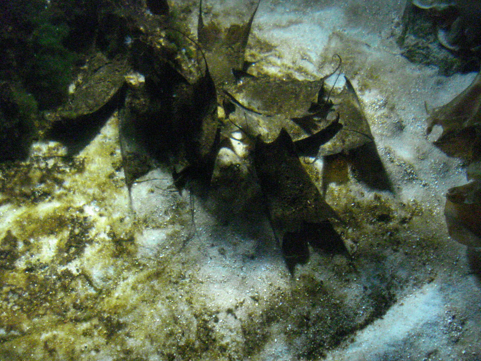 Mermaids' purses, ray lagoon, 02/05/2009