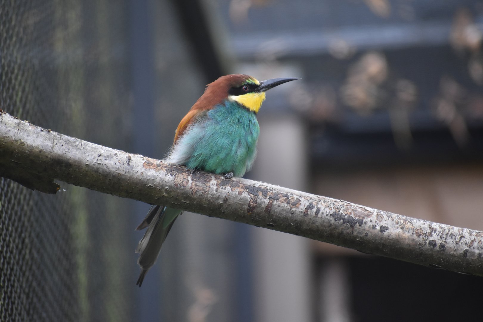 Merops apiaster - European Bee-eater