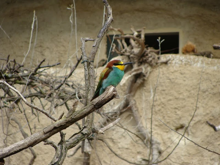 Merops apiaster