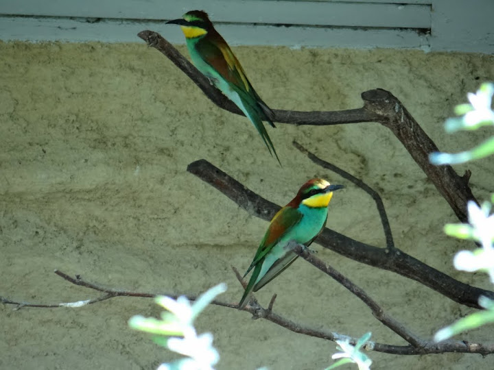 Merops apiaster