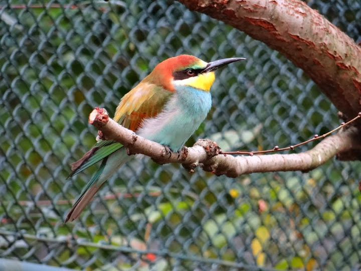 Merops apiaster
