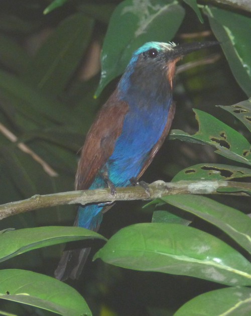 Merops muelleri (preserved)