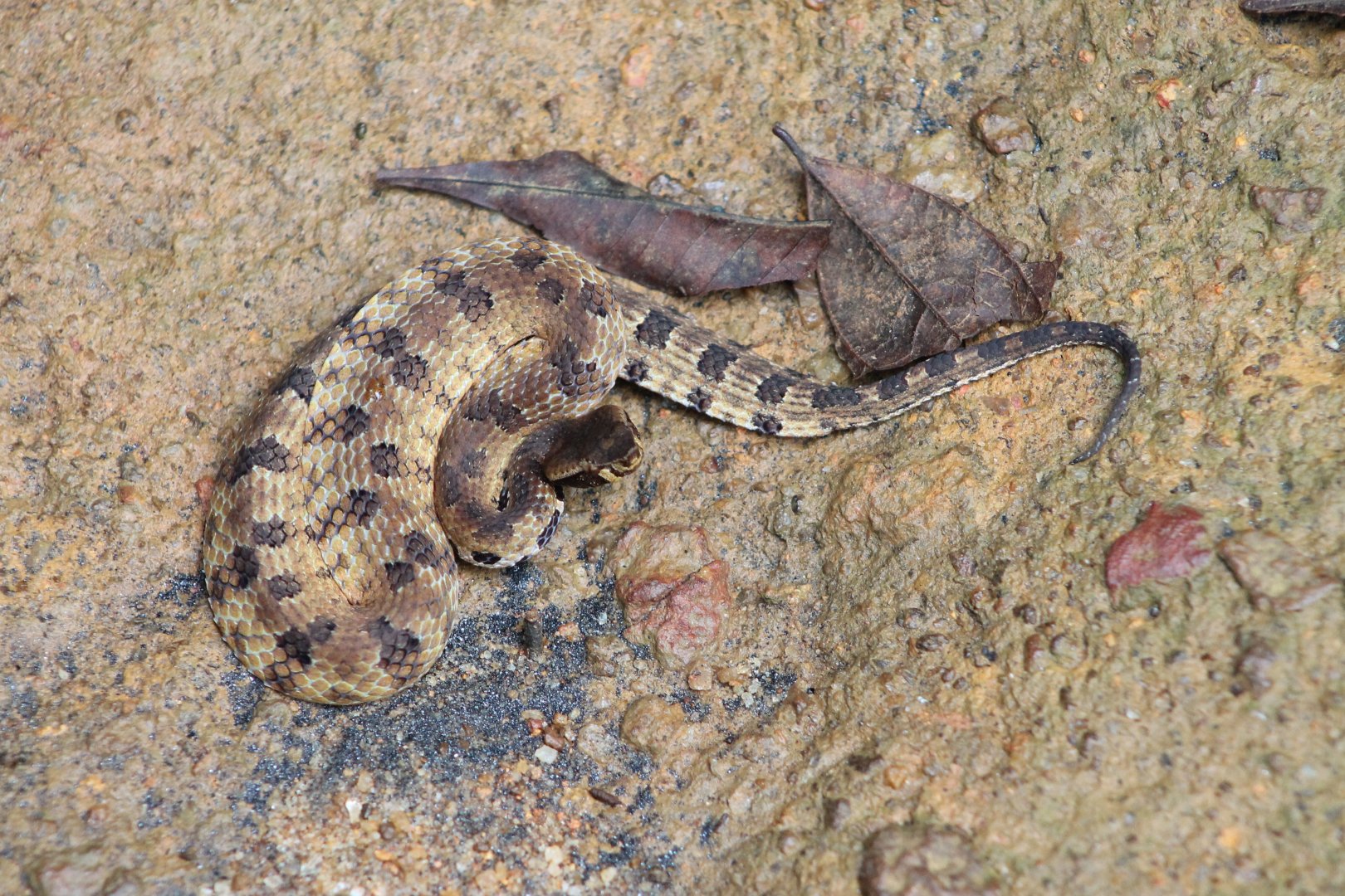 Merrem's Hump-nosed Viper (Hypnale hypnale)