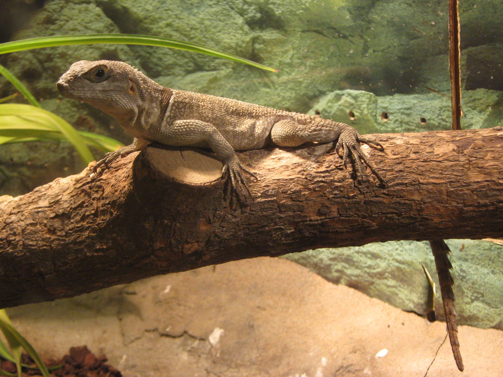 Merrems Madagascar swift (Oplurus cyclurus)
