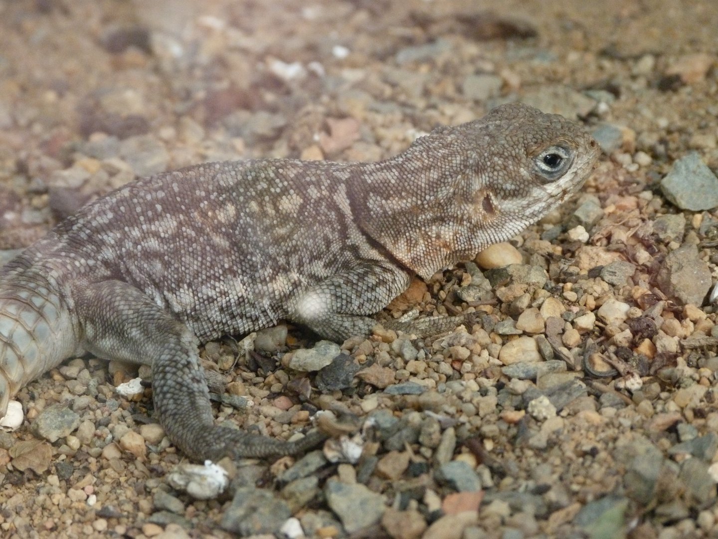 Merrem's Madagascar swift -Zoo Plzeň (2025)
