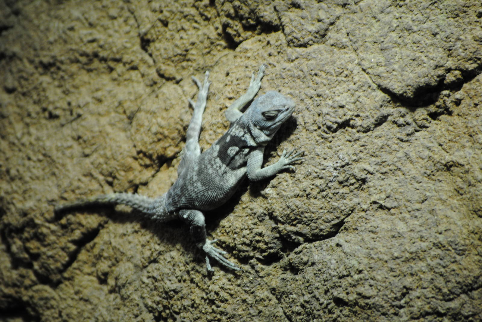 Merrem's Madagascar Swift