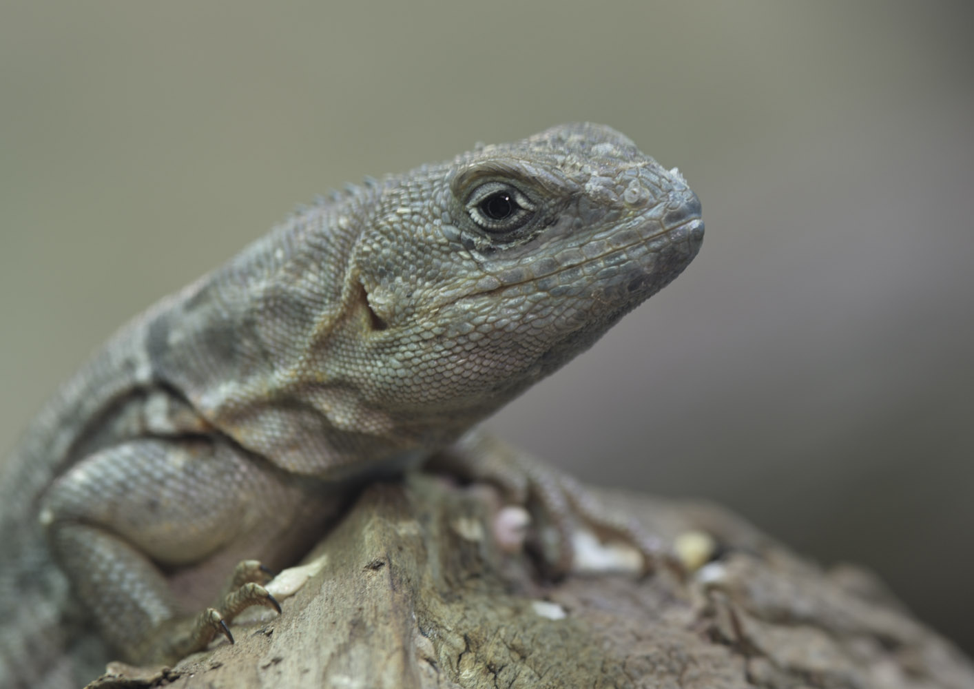 Merrem's Madagascar swift