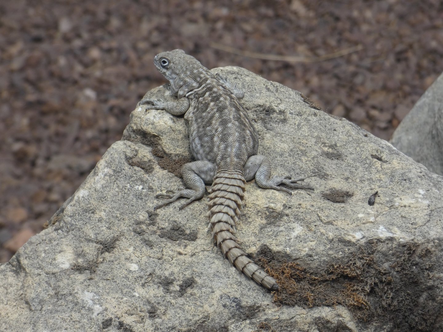 Merrem's Madagascar swift
