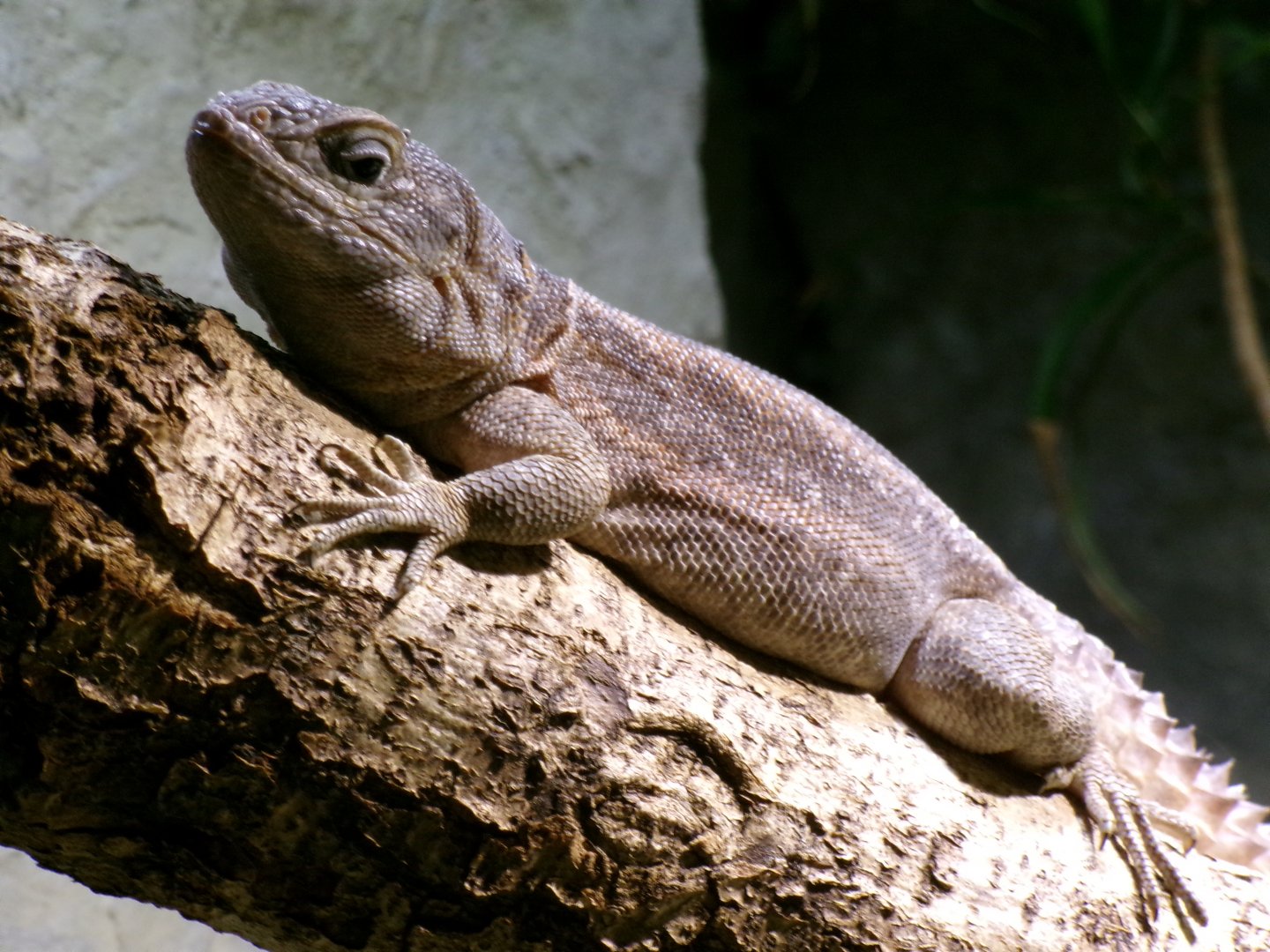 Merrem's Madagascar swift