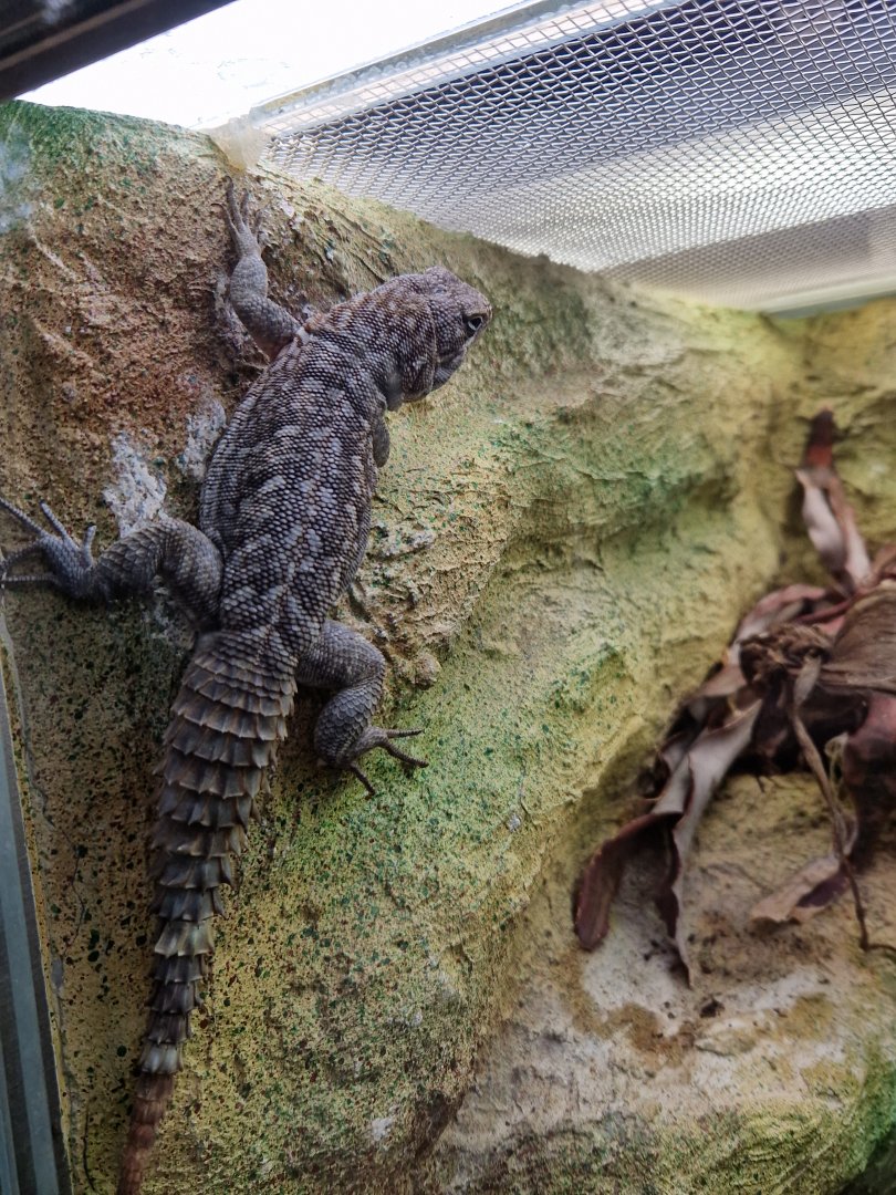 Merrem's Madagascar swift