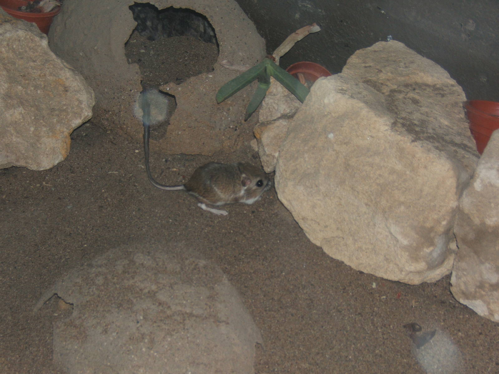 Merriam`s Kangaroo Rat