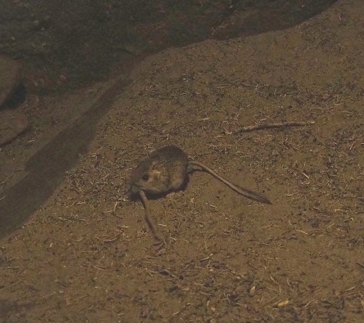 Merriam's kangaroo rat (Dipodomys merriami), 2023-10-07