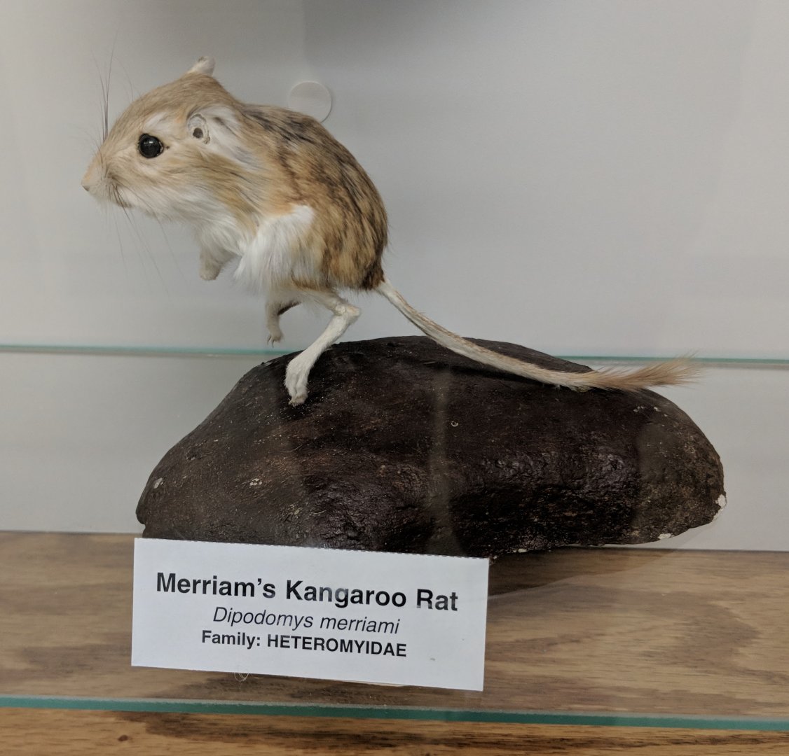 Merriam's kangaroo rat (Dipodomys merriami)