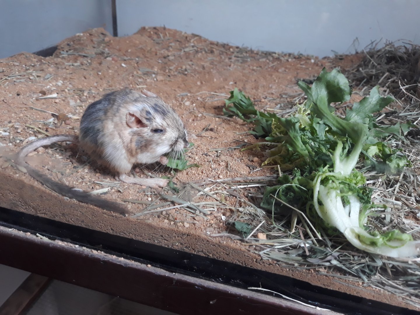 Merriam's Kangaroo Rat (Dipodomys merriami)