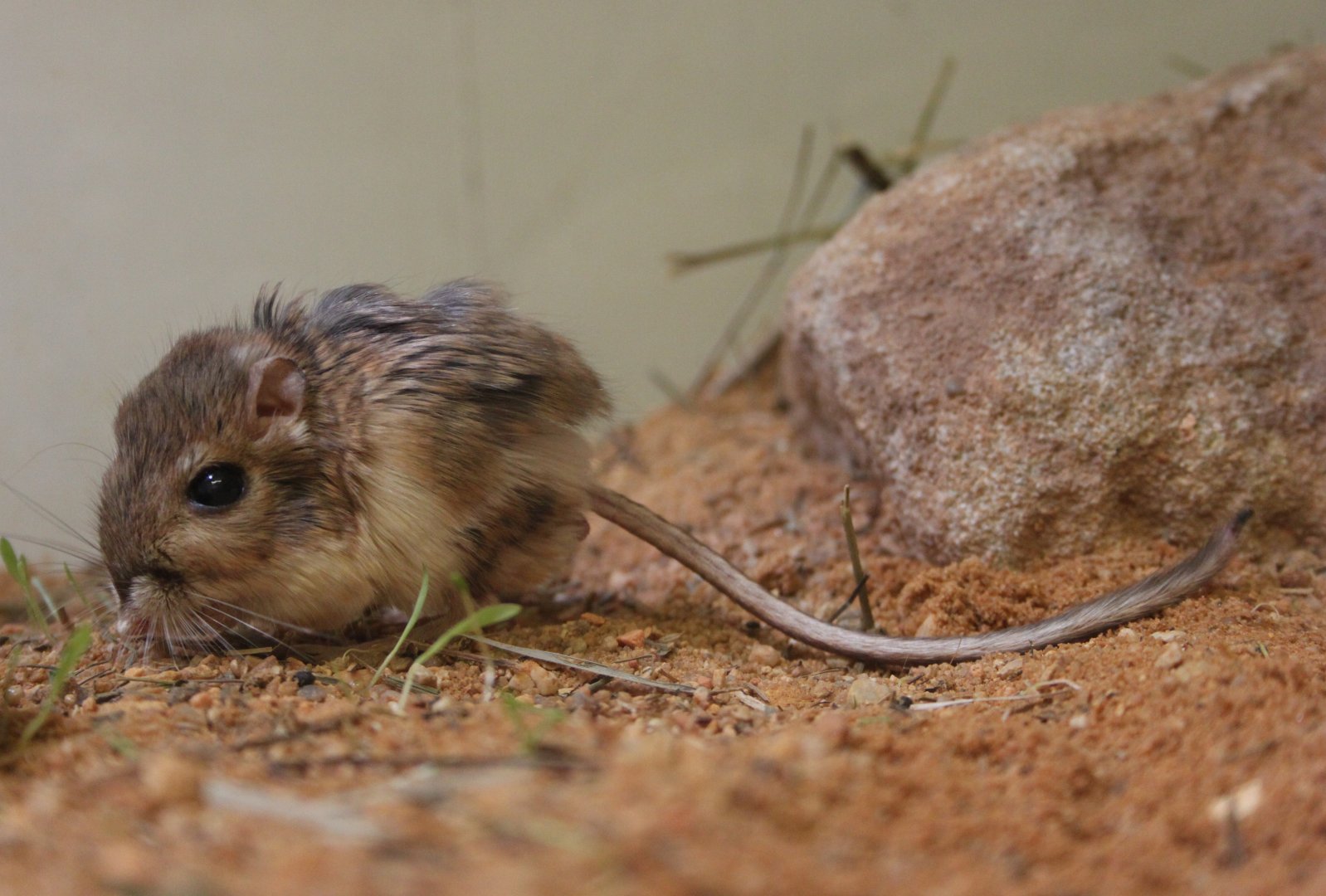 Merriam's Kangaroo Rat (Dipodomys merriami)