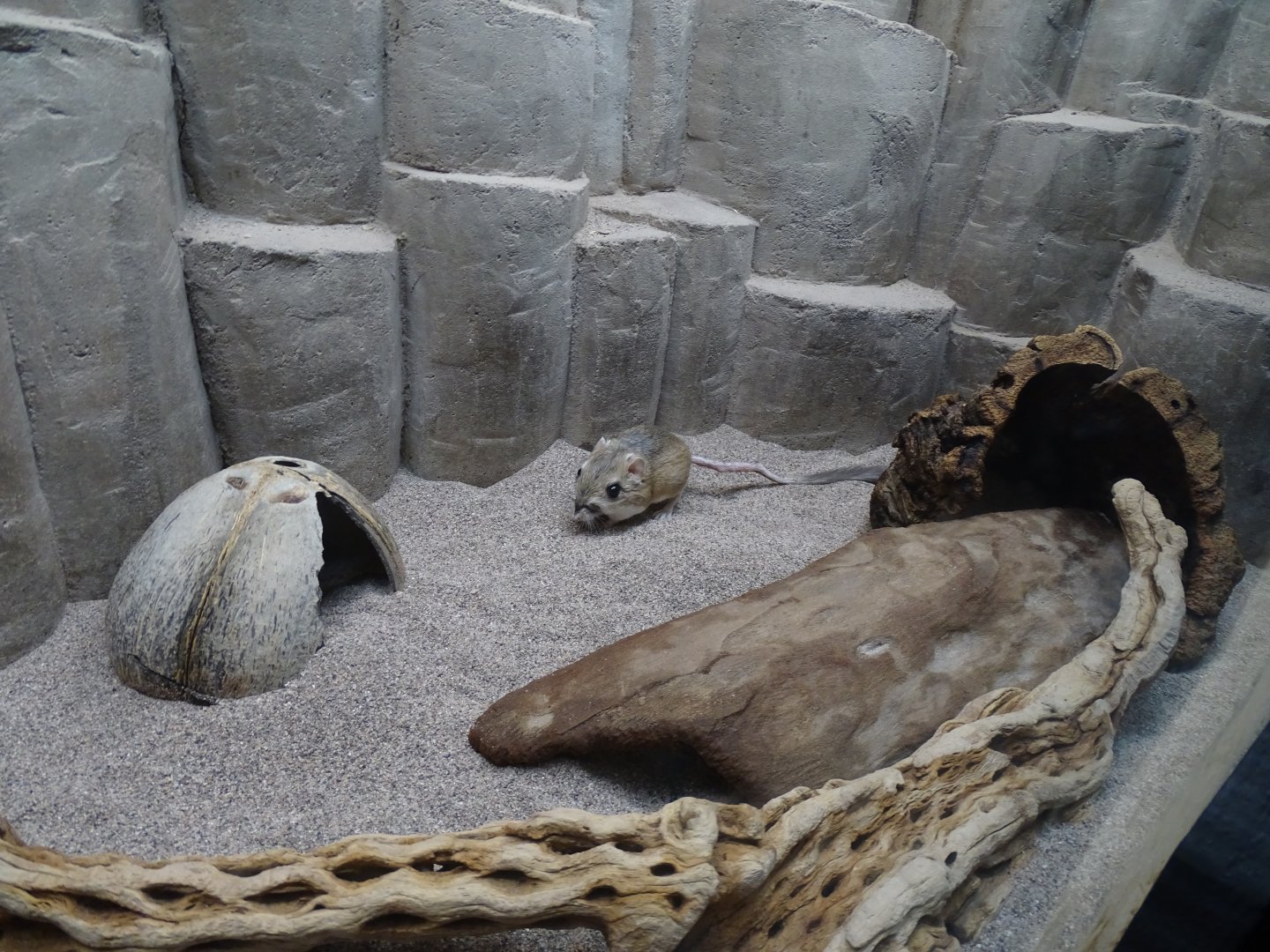 Merriam's kangaroo rat (Dipodomys merriami)