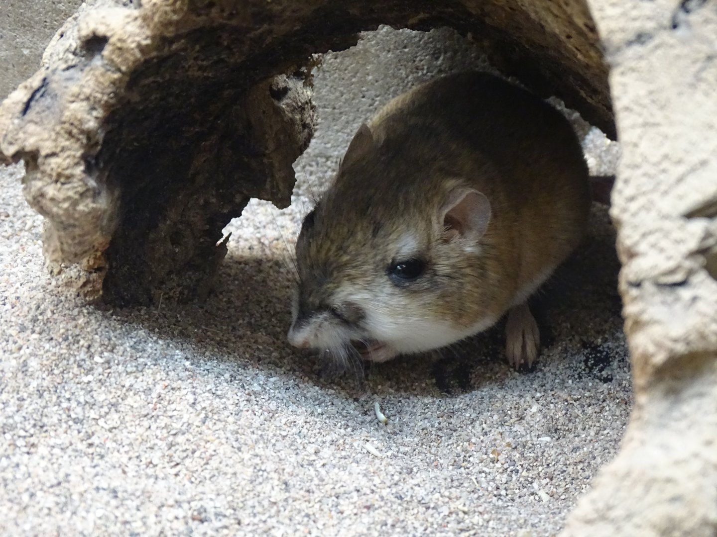Merriam's kangaroo rat (Dipodomys merriami)