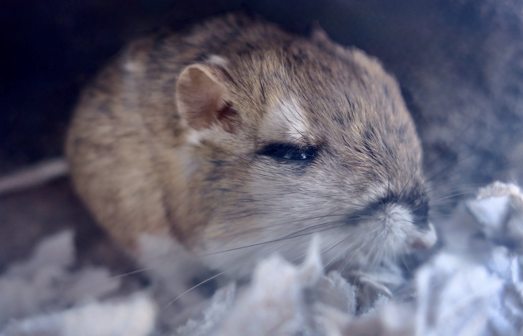 Merriam's Kangaroo Rat (Dipodomys merriami)