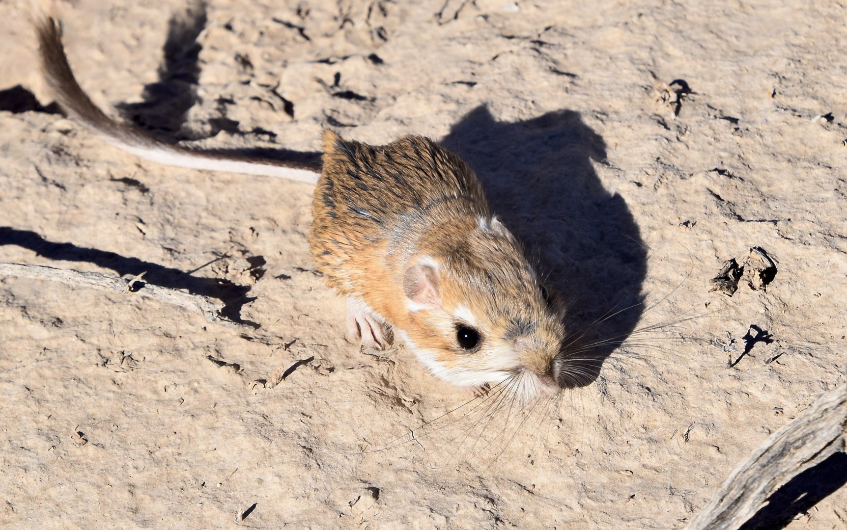 Merriam's Kangaroo Rat (Dipodomys merriami)