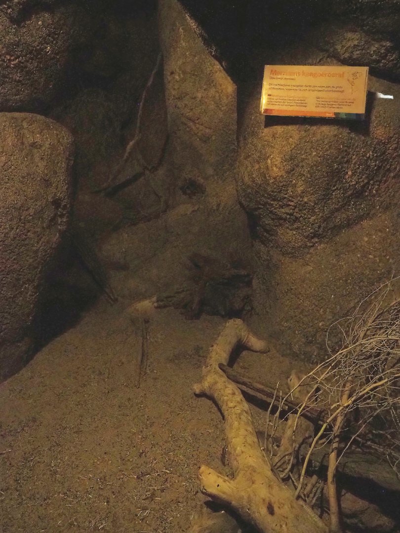 Merriam's kangaroo rat exhibit, 2023-10-07
