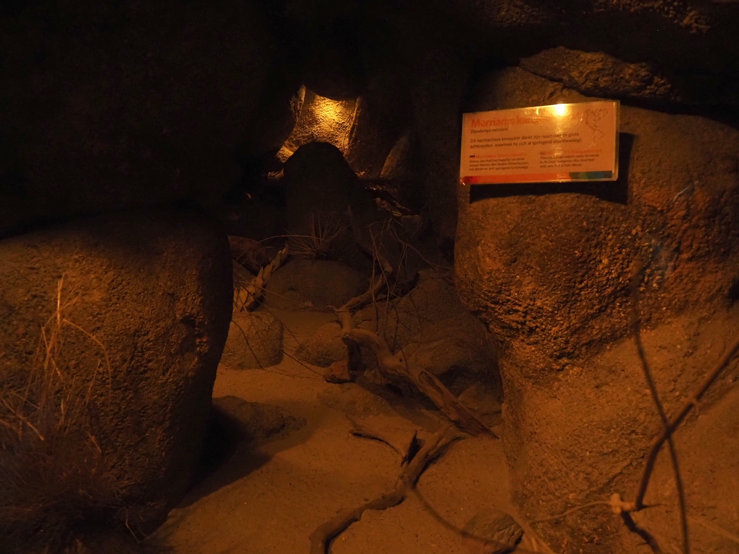 Merriam's kangaroo rat exhibit, 2025-05-17