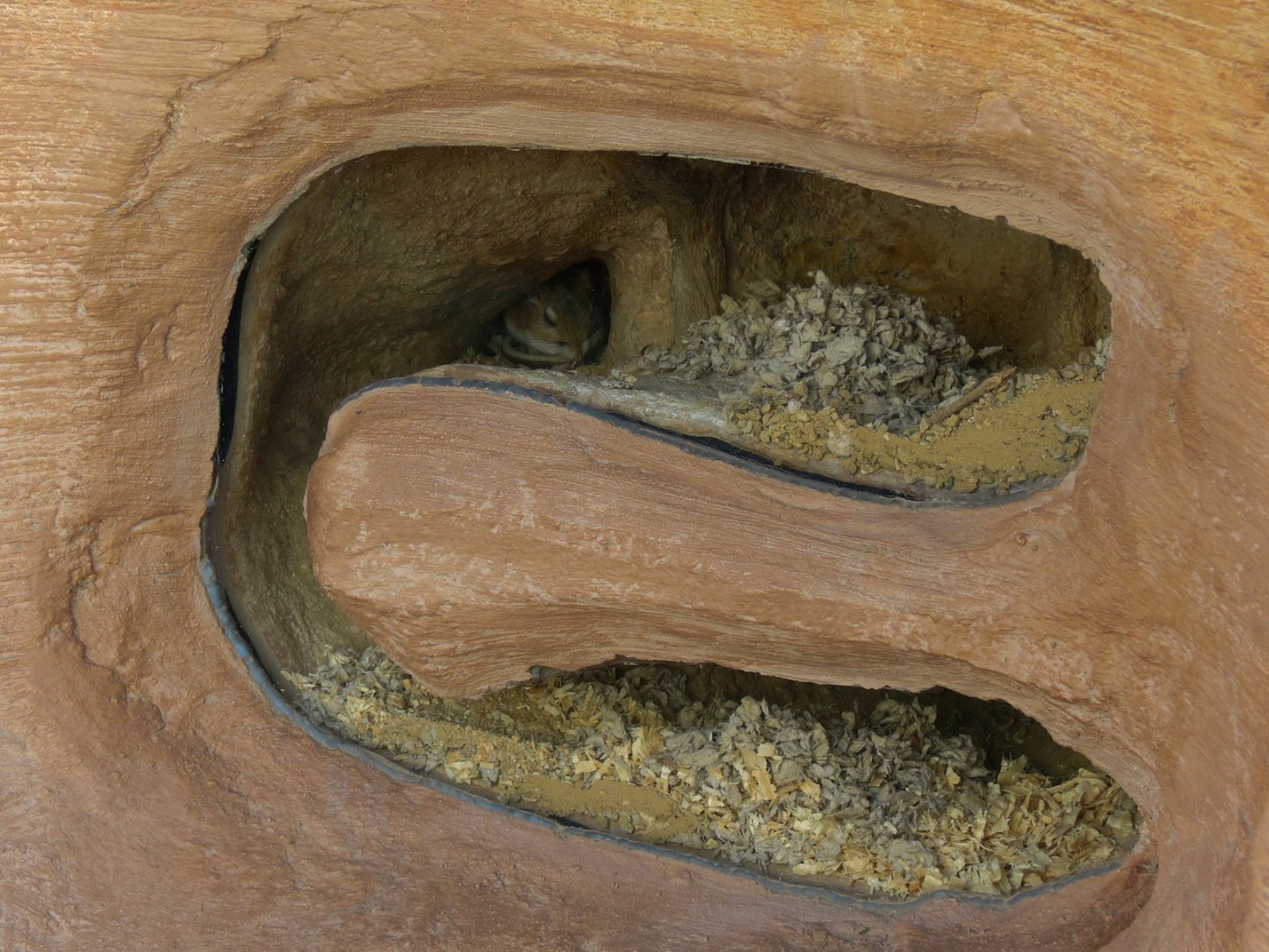 Merriam's Kangaroo Rat Exhibit