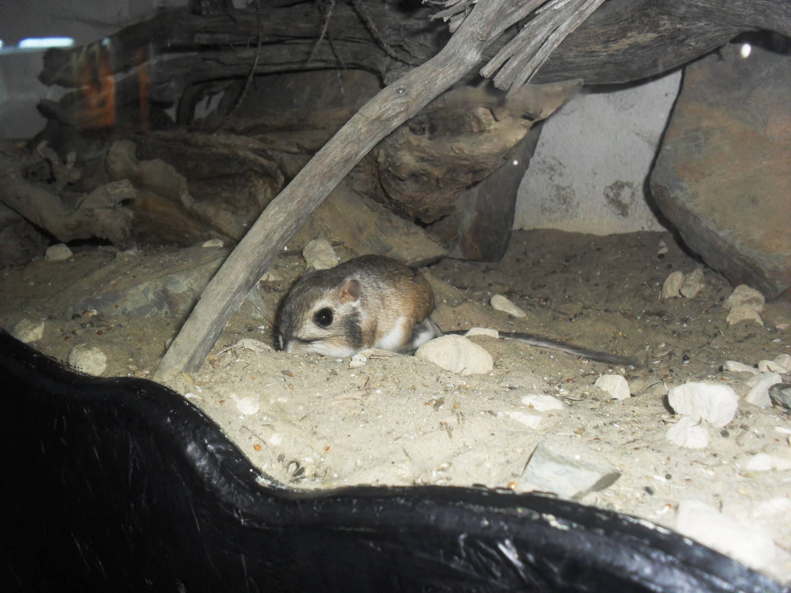 Merriams kangaroo rat