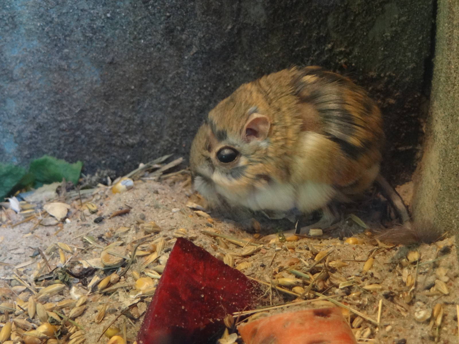 Merriam's Kangaroo Rat