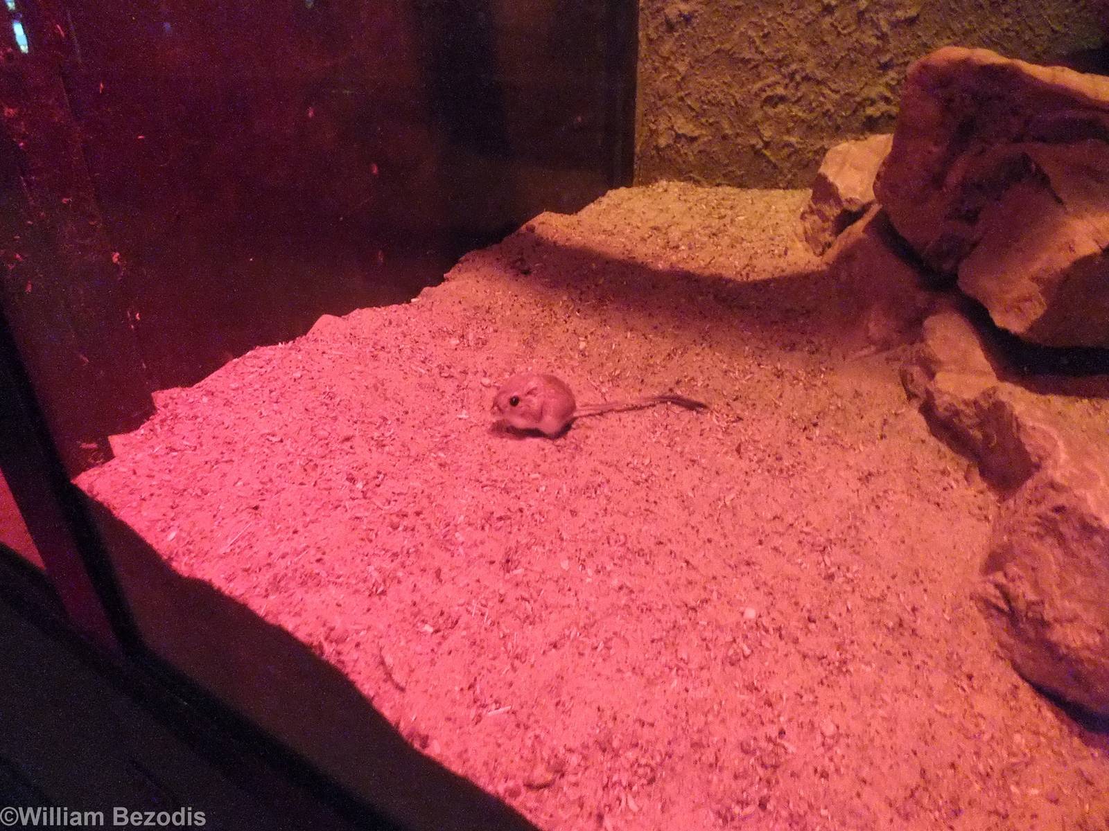 Merriam's Kangaroo Rat