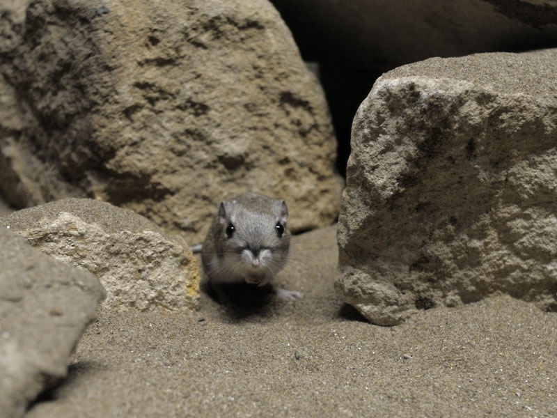 Merriams kangaroo rat