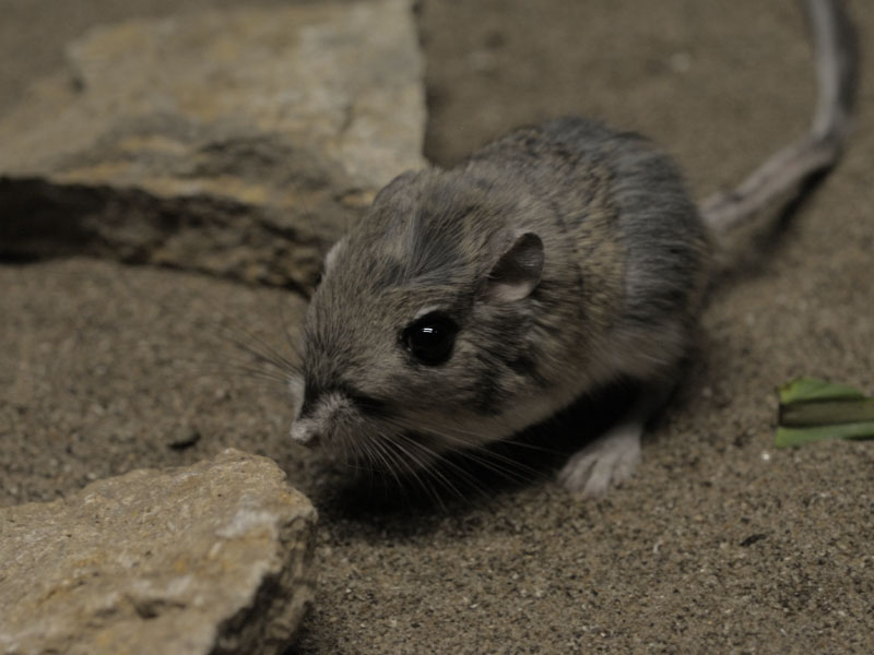 Merriams kangaroo rat