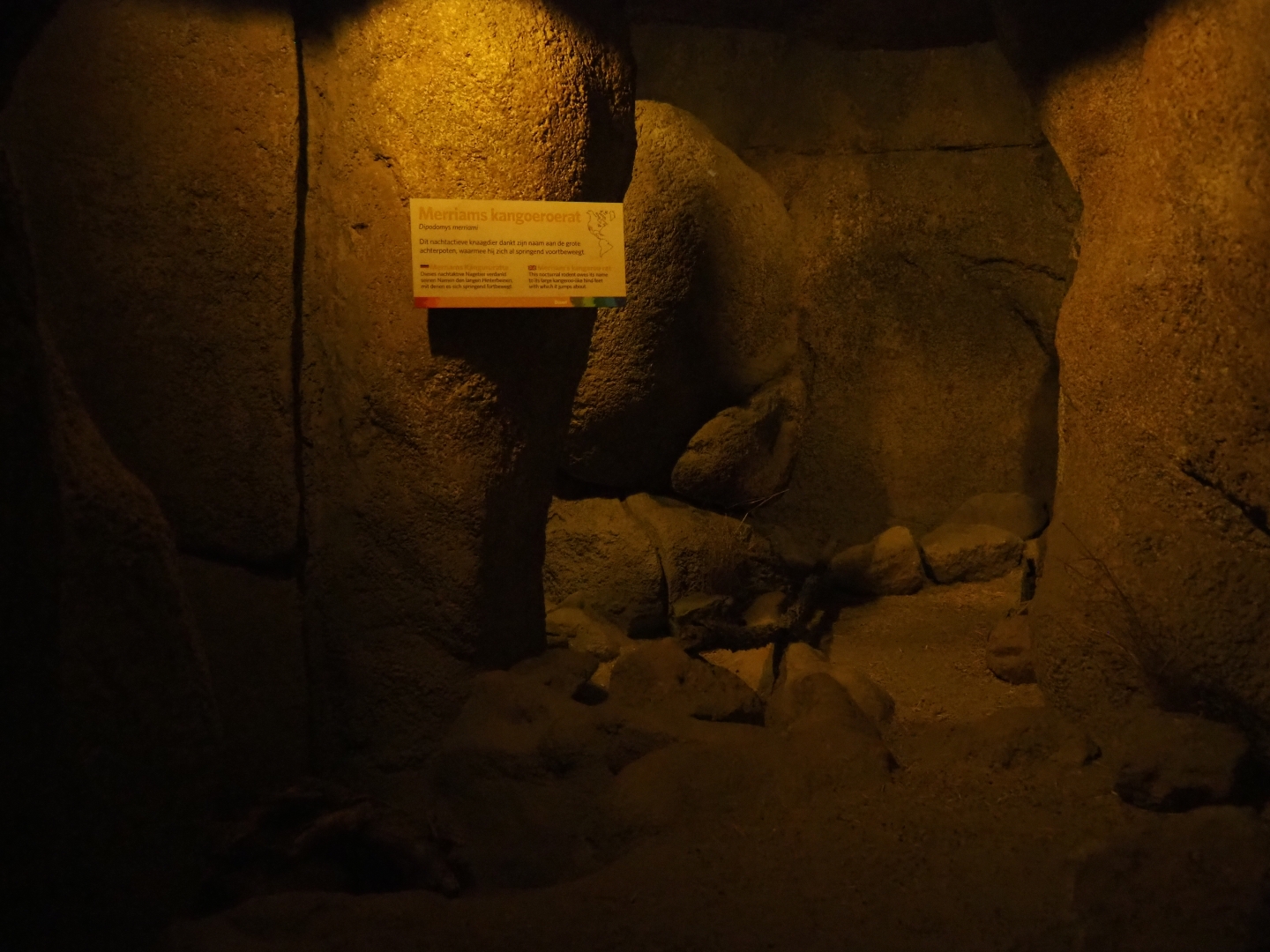 Merriam's kangooroo rat den (Sep 16th, 2018)