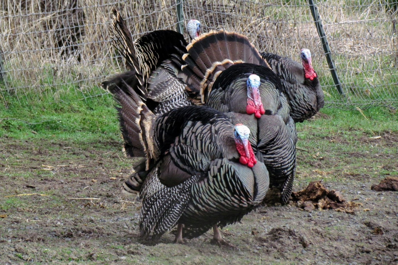 Merriam's Wild Turkey