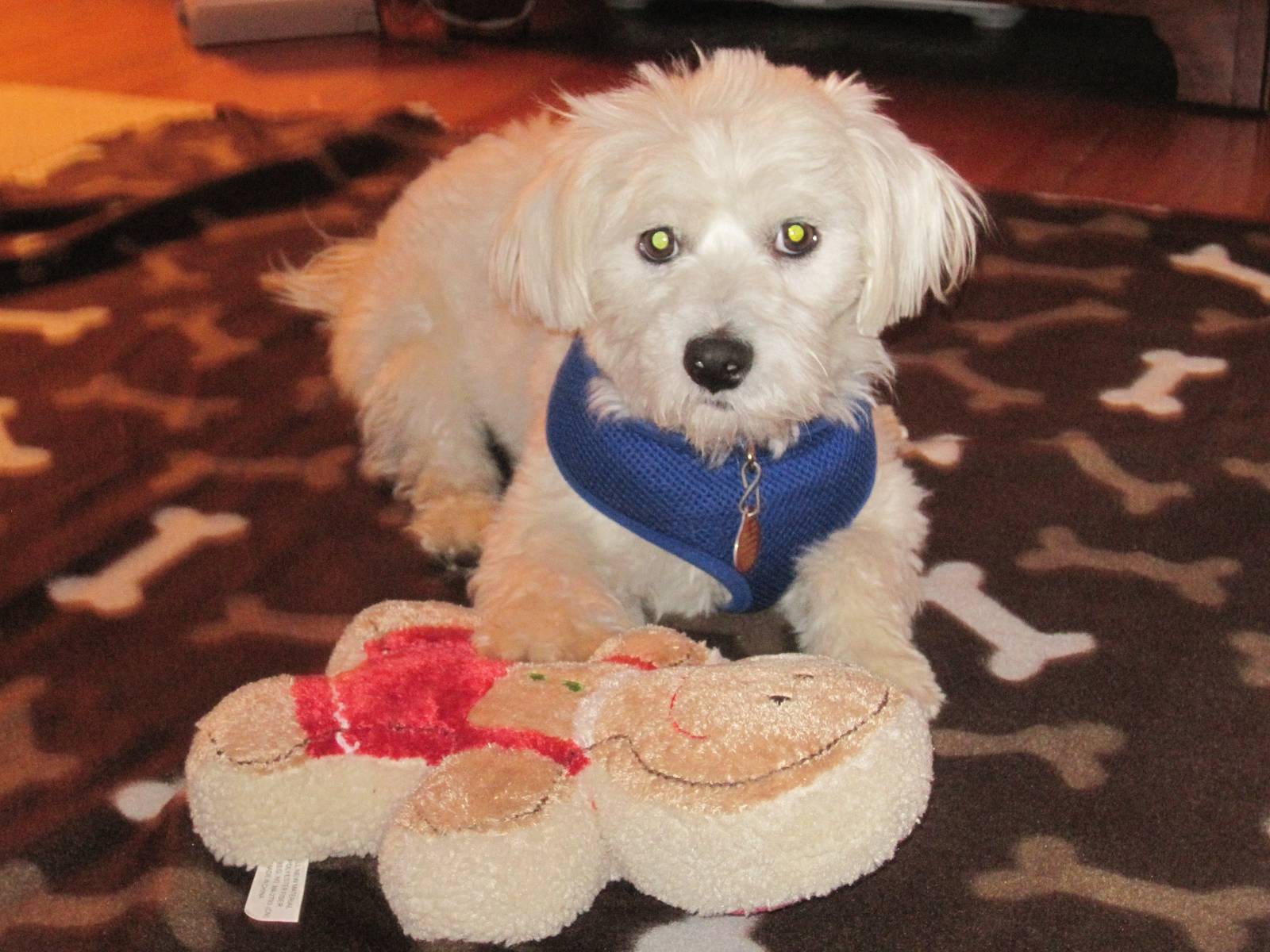 Merry Christmas From Herman