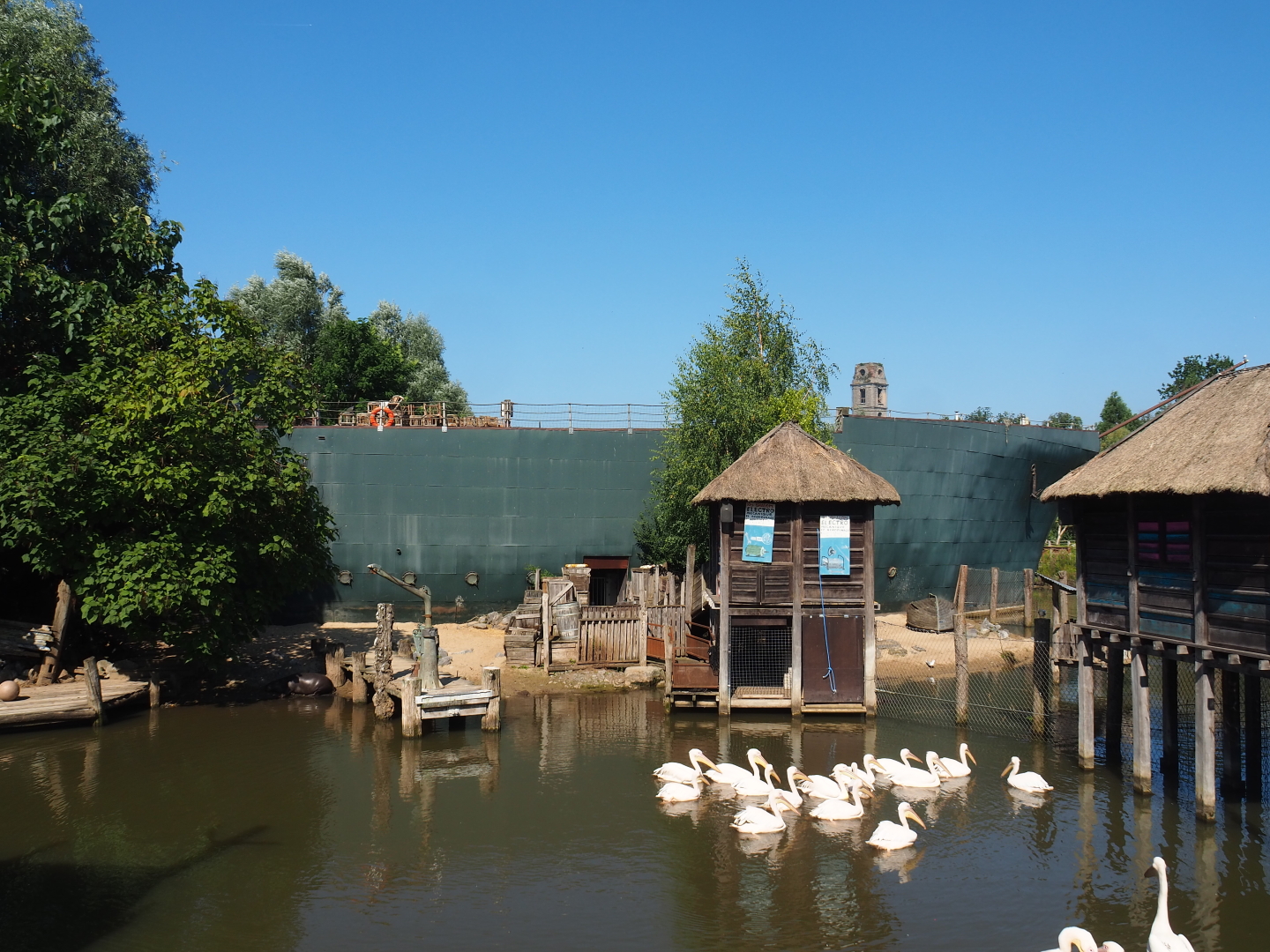 Mersus Emergo and Western pygmy hippopotamus and Great white pelican exhibit, 2021-09-03