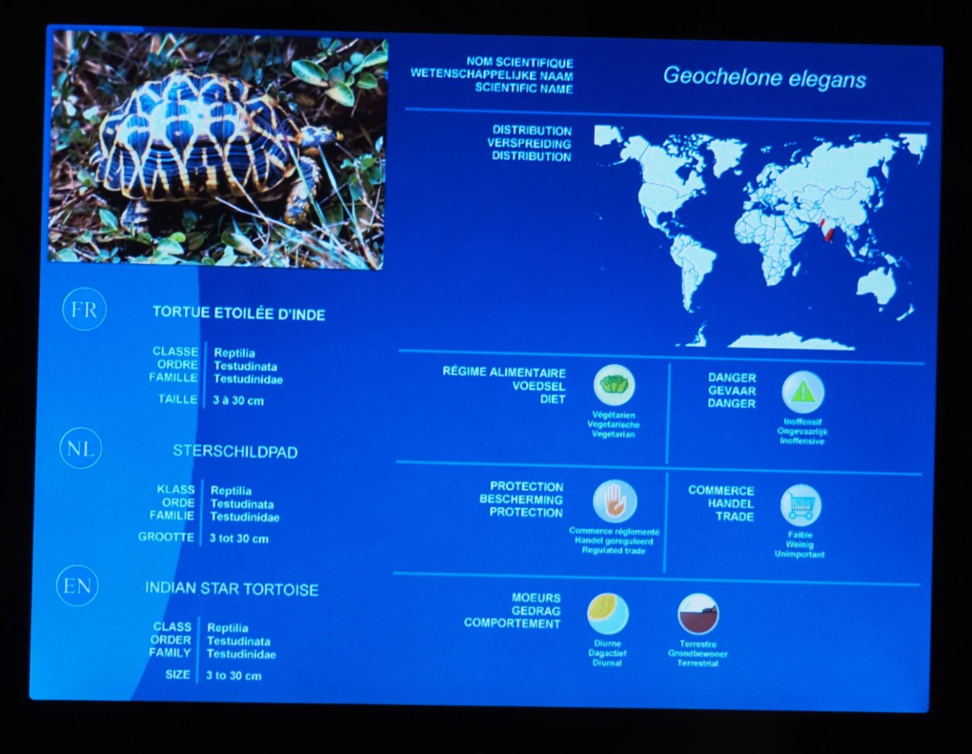 Mersus Emergo reptile identification and information screens - Example Indian star tortoise, 2020-09-02